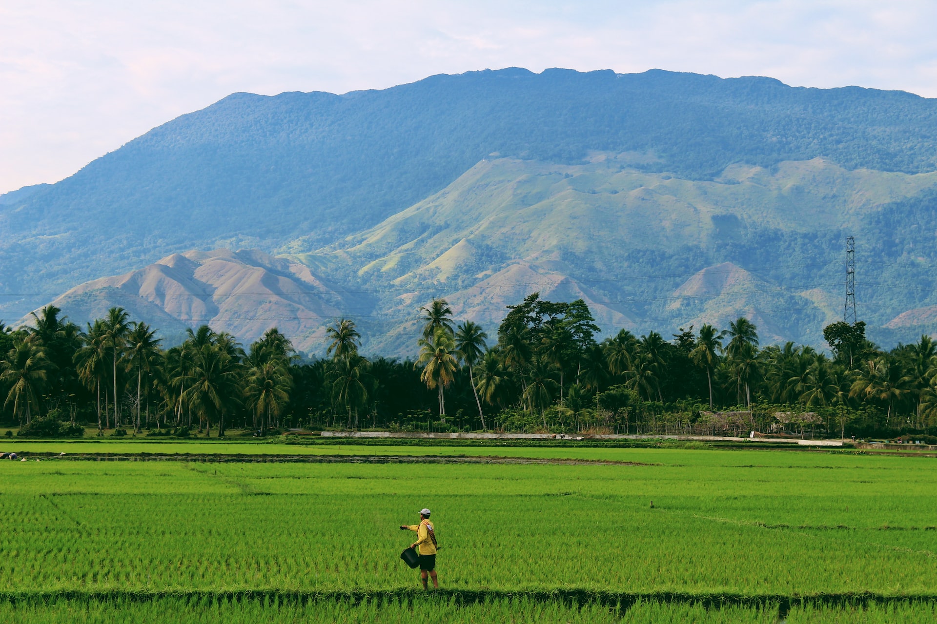 A picture of a farmer seeding a farm in Indonesia